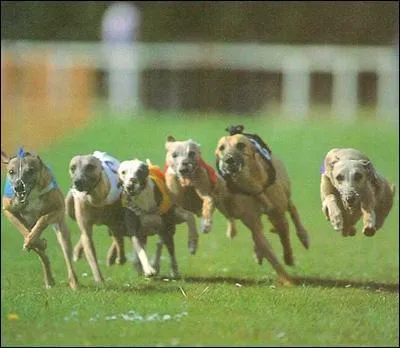 Quel est le chien le plus rapide au monde ?