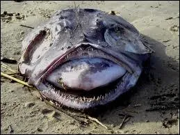 Quel est ce poisson appel aussi Baudroie ?