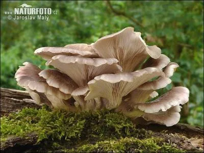 Cet autre champignon qui, s'il n'est pas cultiv, se plat sur les souches ou les troncs d'arbres, a un nom dont l'anagramme est un synonyme de :