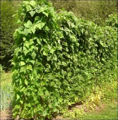 Ou ce sera la ... . .