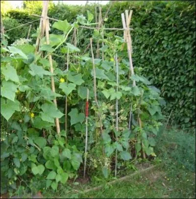 A l'heure de la rcolte, il ne faudra pas non plus avoir t lev au jus ... .