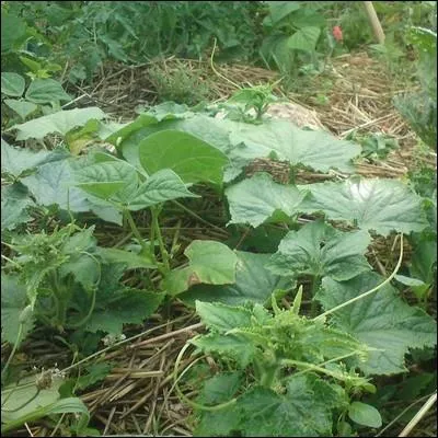 L'auteur de ce quiz est ... .