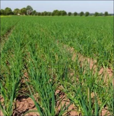 Ce n'est pas ses ... .