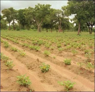 Mais, s'il vous plait, mme si mon quiz ne vaut pas son pesant ... . .