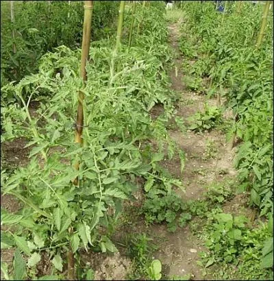 Ne me lancez pas des ... ...