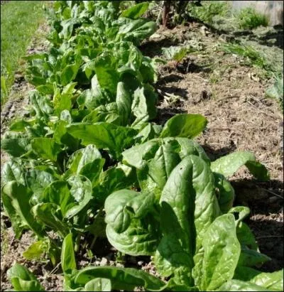 Mais tout simplement pour mettre du beurre dans... .