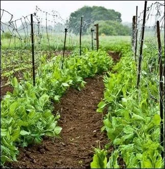 Il faut toutefois ne pas avoir un ... ... .  la place du cerveau.