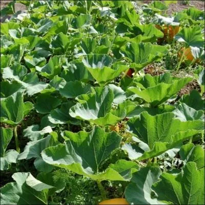 Ou communment, ne rien avoir dans la ... . .