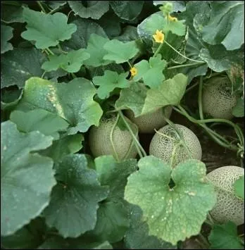 Mais surtout n'ayez pas ... .