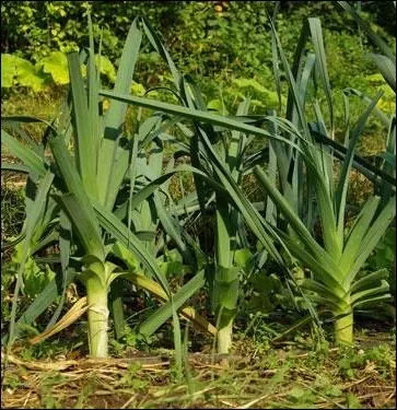 Au moment des sarclages et des binages, il ne faudra pas rester plant ... . .