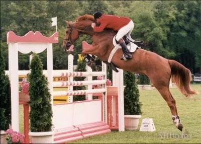 Comment appelle-t-on un concours de saut d'obstacles ?
