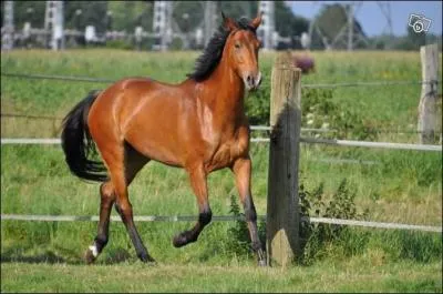 Quelle est la couleur de la robe de ce cheval ?