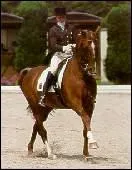 Quel est cette activit questre ?