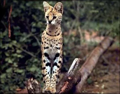 Leptailurus vit sur le continent africain.