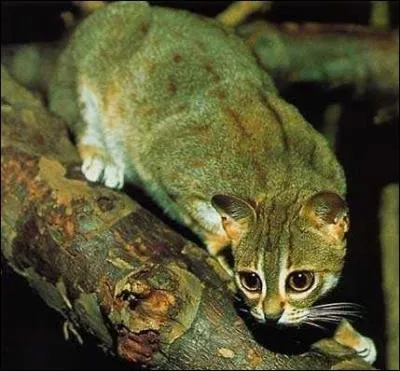 Prionailurus vit sur le continent asiatique.