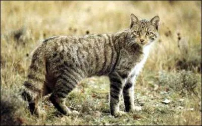 Felis sylvestris sylvestris sur le continent europen.