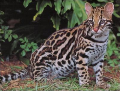 Leopardus pardalis vit sur le continent amricain.