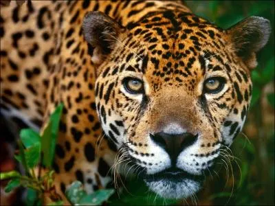 Panthera onca vit sur le continent amricain.