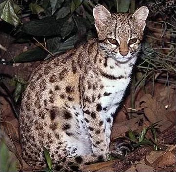 Leopardus wiedii vit sur le continent amricain.
