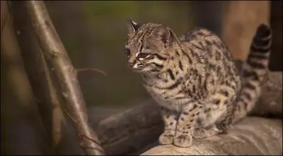 Leopardus tigrinus vit sur le continent amricain.