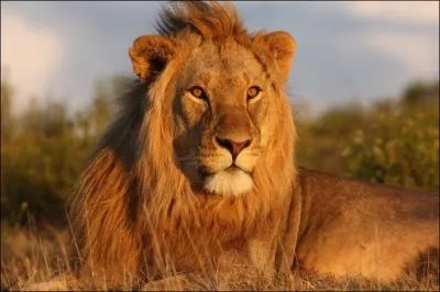 Panthera leo vit sur le continent africain.