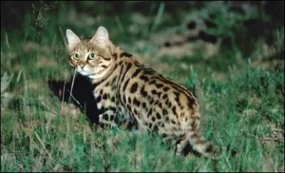 Felis nigripes vit sur le continent africain.