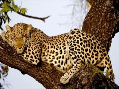 Panthera pardus vit sur le continent africain.