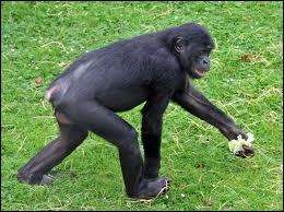 On l'appelle aussi chimpanzé pygmée, nain ou gracile. Par rapport au chimpanzé commun, il présente une face plus foncée et de plus longues jambes. C'est le ….