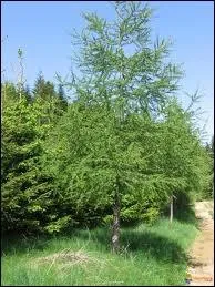 Les conifres produisent des fruits en forme de cnes et gardent leurs aiguilles toute l'anne. Un des seuls  les perdre en hiver est le : 