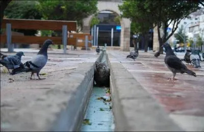 Dans quelques secondes, un pigeon pourrait bien y laisser des plumes, trouvez le nom de cette action, commune  tous les carnassiers et prdateurs !