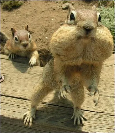 C'est l que l'cureuil de prairie range ses provisions, comme vous pouvez le voir, trouvez la deuxime lettre du nom de ses joues !