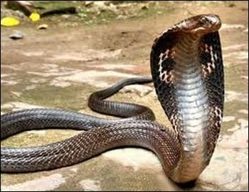 J'appartiens  la famille des serpents les plus venimeux. On m'appelle aussi cobra  lunettes, je suis :