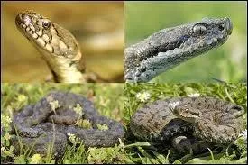 Quelle est la diffrence entre la couleuvre et la vipre ?