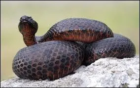 La vipre aspic aime :