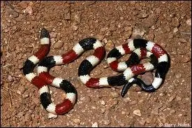 Quel est ce serpent ?