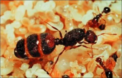 Quelle esp�ce de fourmis est-ce ?
