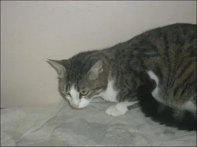 C'est un chat de la famille :