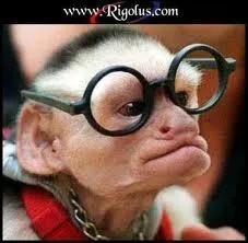 Pourquoi un singe a-t-il besoin de lunettes ?