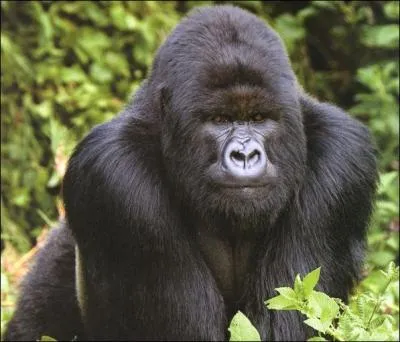 Quel virus a dcim les populations de gorilles aujourd'hui menacs d'extinction ?