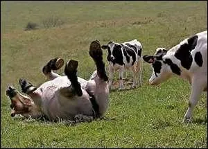 tre peau de vache, c'est :