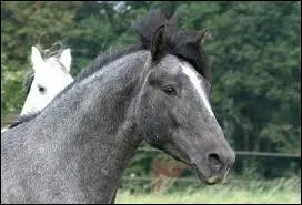 De quelle robe s'agit-il ?