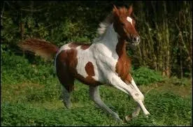 De quelle robe s'agit-il ?