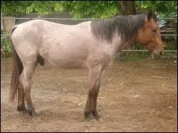 De quelle robe s'agit-il ?