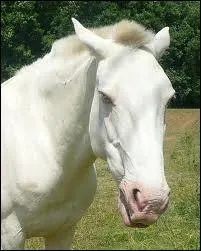 De quelle robe s'agit-il ?