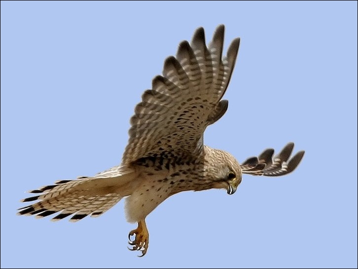 Quel critère permet de distinguer le mâle de la femelle chez le Faucon crécerelle (Falco tinnunculus) ?