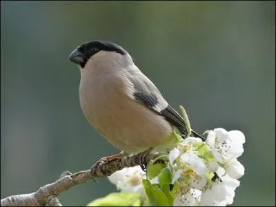 Quel est le critre pour diffrencier le mle de la femelle Bouvreuil pivoine (Pyrrhula pyrrhula) ?