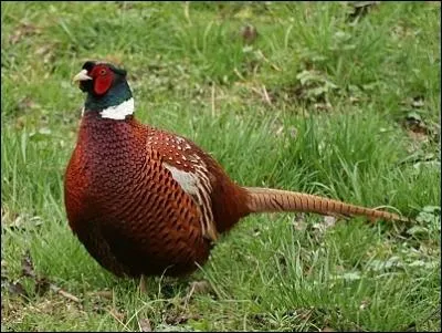Y a-t-il un critre fiable permettant de diffrencier la poule du coq Faisan de Colchide (Phasianus colchicus) ?