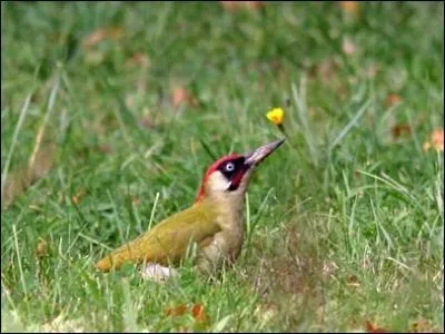 Quelle partie de la tte permet de sexer un Pic vert (Picus viridis) ?