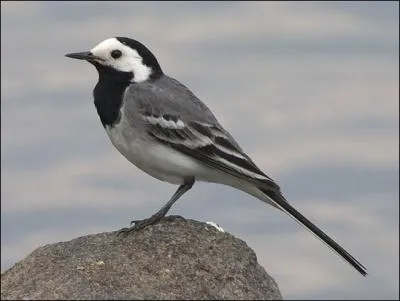 En plumage nuptial, qu'est-ce qui permet de distinguer le mle de la femelle chez la Bergeronnette grise d'Europe continentale (Motacilla alba alba) ?