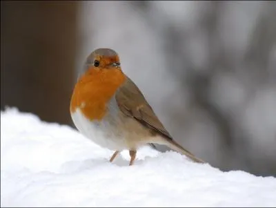Comment sexer du premier coup d'oeil un Rougegorge familier (Erithacus rubecula) ?
